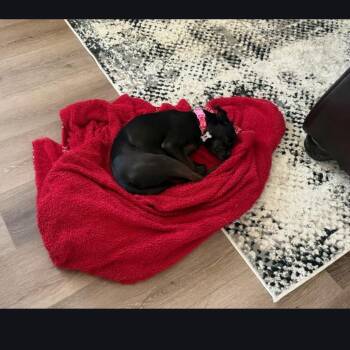 Niki -  Pug and Chihuahua Dog for Adoption in Prescott, Arizona - Niki | PetCurious