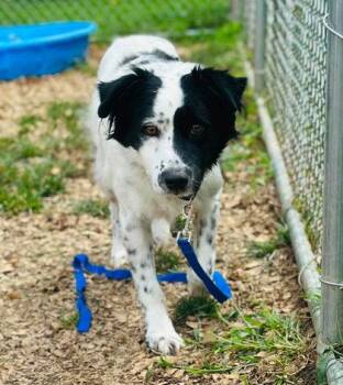 Keko -  Mixed Breed Dog for Adoption in West Chester, Pennsylvania - Keko | PetCurious