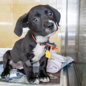 Beagle and Dachshund Dogs Available for Adoption in St. Louis, Missouri - BILLIE JEAN | PetCurious