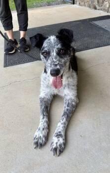 Ed -  Australian Cattle Dog Blue Heeler and Retriever Dog for Adoption in Mocksville, North Carolina - Ed | PetCurious