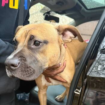 Rescue Mixed Breed Dogs for Adoption in Columbus, Georgia - 11/21/2025-Stray-DonnaSueDrive | PetCurious