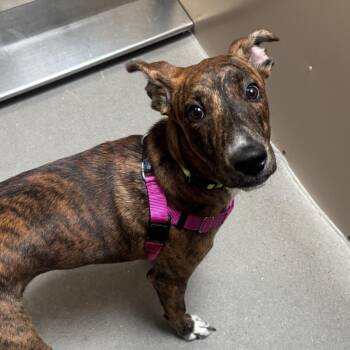Pit Bull Terrier Dogs Available for Adoption in Murray, Utah - Cody | PetCurious