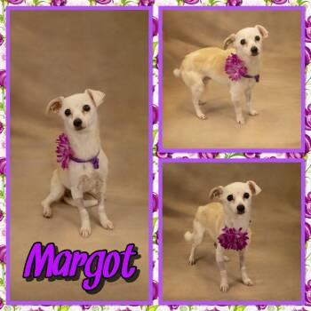 Chihuahua Dogs Available for Adoption in Seagoville, Texas - Margot | PetCurious