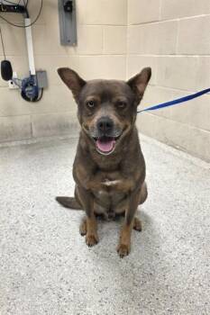 German Shepherd Dog and Mixed Breed Dogs Available for Adoption in Conroe, Texas - GRIZZ | PetCurious