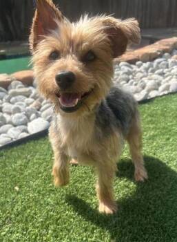 LUCKY -  Yorkshire Terrier Dog for Adoption in Dallas, Texas - LUCKY | PetCurious