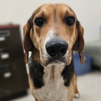 Rescue Hound Dogs for Adoption in Chatham, Virginia - Woody | PetCurious