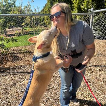 Rescue Mixed Breed Dogs for Adoption in Nampa, Idaho - Barkley | PetCurious