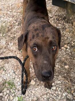 JAY BIRD -  Catahoula Leopard Dog and Mixed Breed Dog for Adoption in Chester, South Carolina - JAY BIRD | PetCurious