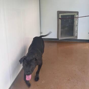 Mona -  Mixed Breed Dog for Adoption in Hinesville, Georgia - Mona | PetCurious