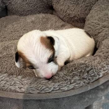 Bean -  Chihuahua Dog for Adoption in Austin, Texas - Bean | PetCurious