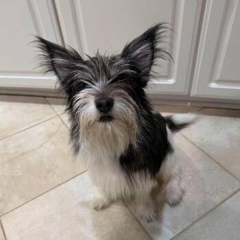 Girly Pop -  Mixed Breed Dog for Adoption in Medford Lakes, New Jersey - Girly Pop | PetCurious