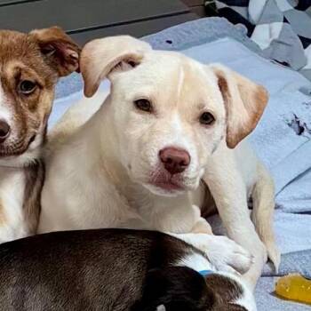 Mixed Breed Dogs Available for Adoption in Westhampton, New York - River | PetCurious