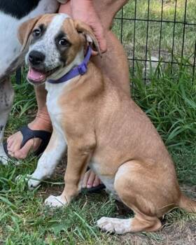 Paisley -  Cattle Dog and Pointer Dog for Adoption in Monticello, Minnesota - Paisley | PetCurious