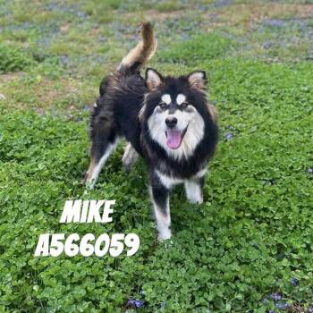 Siberian Husky Dogs Available for Adoption - MIKE | PetCurious