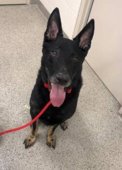 Grimm -  German Shepherd Dog and Mixed Breed Dog for Adoption in Fishers, Indiana - Grimm | PetCurious