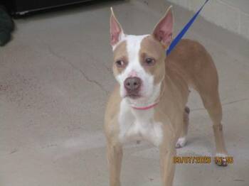 Pit Bull Terrier Dogs Available for Adoption - Alani (316) | PetCurious