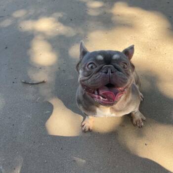 Osiris D11827 -  French Bulldog Dog for Adoption - Osiris D11827 | PetCurious