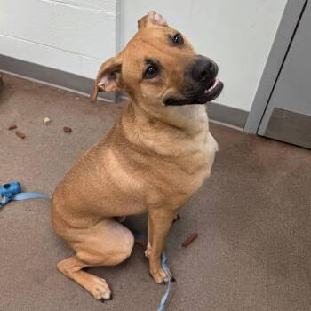 Bjorn -  Bloodhound and Pit Bull Terrier Dog Available for Adoption in Chattanooga, Tennessee - Bjorn | PetCurious