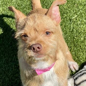 Wirehaired Terrier Dogs Available for Adoption - Spike 4498 | PetCurious