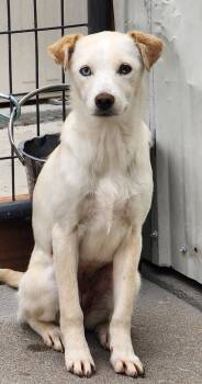 Rescue Australian Cattle Dog Blue Heeler and Retriever Dogs for Adoption in Fort Lupton, Colorado - NokTok | PetCurious