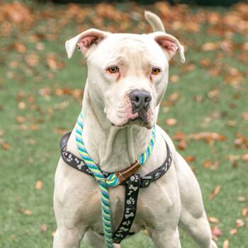 Rescue Mixed Breed Dogs for Adoption in Saint Charles, Missouri - Icee | PetCurious