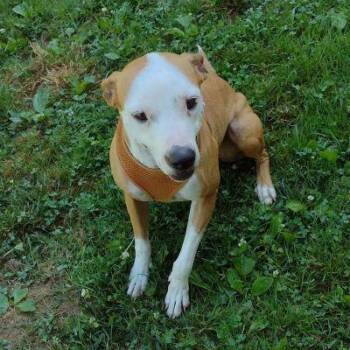 Pit Bull Terrier Dogs Available for Adoption - Sasha | PetCurious