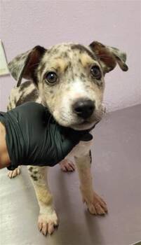 61426464 -  Mixed Breed Dog for Adoption in El Paso, Texas - 61426464 | PetCurious