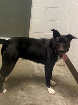 Nova -  German Shepherd Dog and Mixed Breed Dog for Adoption in Henderson, North Carolina - Nova | PetCurious