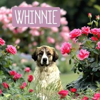 Great Pyrenees and Saint Bernard Dogs Available for Adoption in Quitman, Texas - WHINNIE | PetCurious
