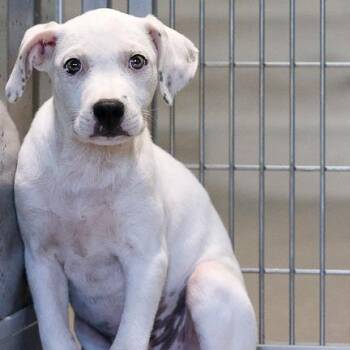 Stu -  Mixed Breed Dog for Adoption in Bradenton, Florida - Stu | PetCurious