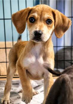 Thelma -  Labrador Retriever Dog for Adoption in Manchester, Connecticut - Thelma | PetCurious
