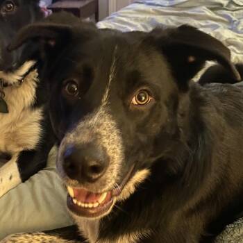 Ben -  Border Collie and Great Pyrenees Dog for Adoption in Winston-salem, North Carolina - Ben | PetCurious