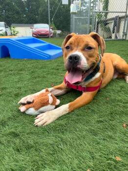 Fuji -  Mixed Breed Dog for Adoption in Durham, North Carolina - Fuji | PetCurious