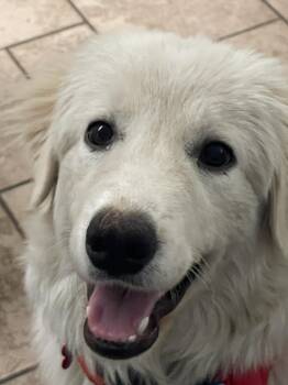 Rescue Great Pyrenees Dogs for Adoption in Springfield, Missouri - Lacie | PetCurious