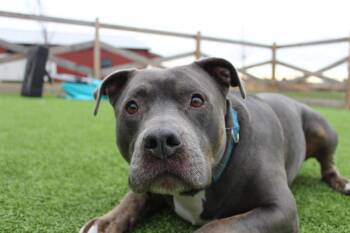 Pit Bull Terrier Dogs Available for Adoption - Beluga | PetCurious