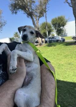 Rescue Chihuahua Dogs for Adoption in Ontario, California - A002701 | PetCurious
