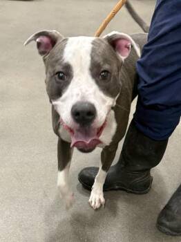 Pit Bull Terrier Dogs Available for Adoption - YOSHI | PetCurious