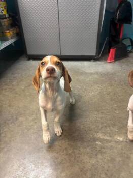 Tac -  Coonhound and Mixed Breed Dog for Adoption in Paducah, Kentucky - Tac | PetCurious