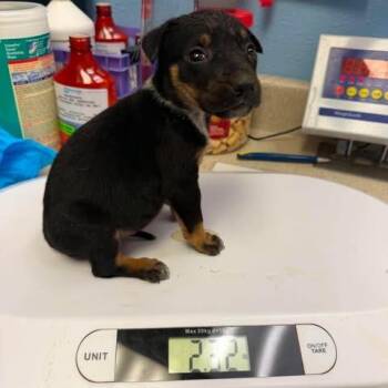 Zaden -  Mixed Breed Dog for Adoption in Leander, Texas - Zaden | PetCurious