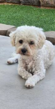 Poodle Dogs Available for Adoption in Henderson, Nevada - Tanzie | PetCurious