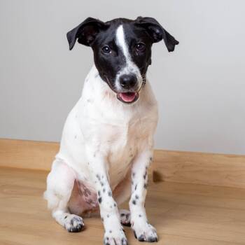 Rescue Terrier and Border Collie Dogs for Adoption in Minnetonka, Minnesota - Jango D66420 | PetCurious