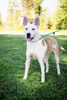 Hula -  Shepherd Dog for Adoption in Frankfort, New York - Hula | PetCurious