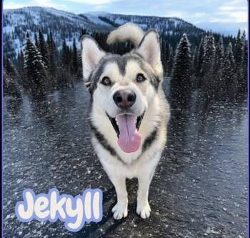 Rescue Siberian Husky Dogs for Adoption in Missoula, Montana - Meet Jekyll – Your Next Great Adventure Buddy | PetCurious