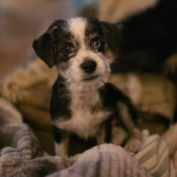 Rocky -  Terrier Dog for Adoption in Anderson, South Carolina - Rocky | PetCurious