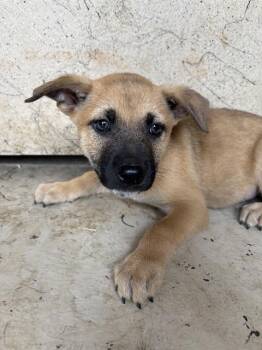 A478164 -  Black Mouth Cur and Mixed Breed Dog for Adoption in Oklahoma City, Oklahoma - A478164 | PetCurious