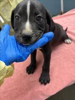 *FERGUS -  Pit Bull Terrier Dog for Adoption in Woodland, California - *FERGUS | PetCurious