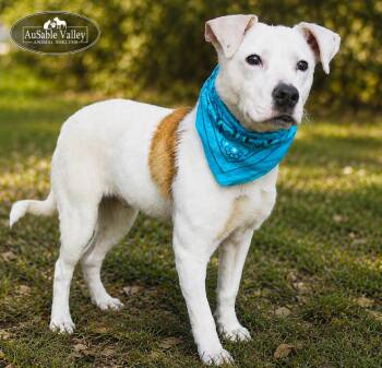 Mixed Breed Dogs Available for Adoption in Grayling, Michigan - Clyde | PetCurious