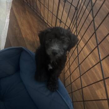 Bear -  Miniature Poodle and Maltese Dog for Adoption in Calimesa, California - Bear | PetCurious