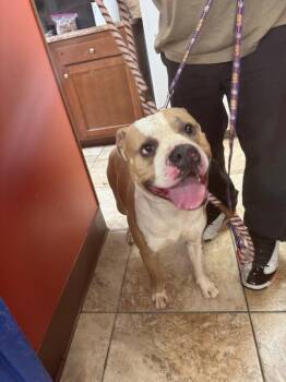Chacko -  Mixed Breed Dog for Adoption in Cincinnati, Ohio - Chacko | PetCurious