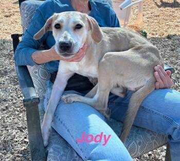 JODY -  Rhodesian Ridgeback and Mixed Breed Dog for Adoption in Albuquerque, New Mexico - JODY | PetCurious